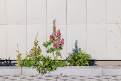 SVK Vollezele 17 web